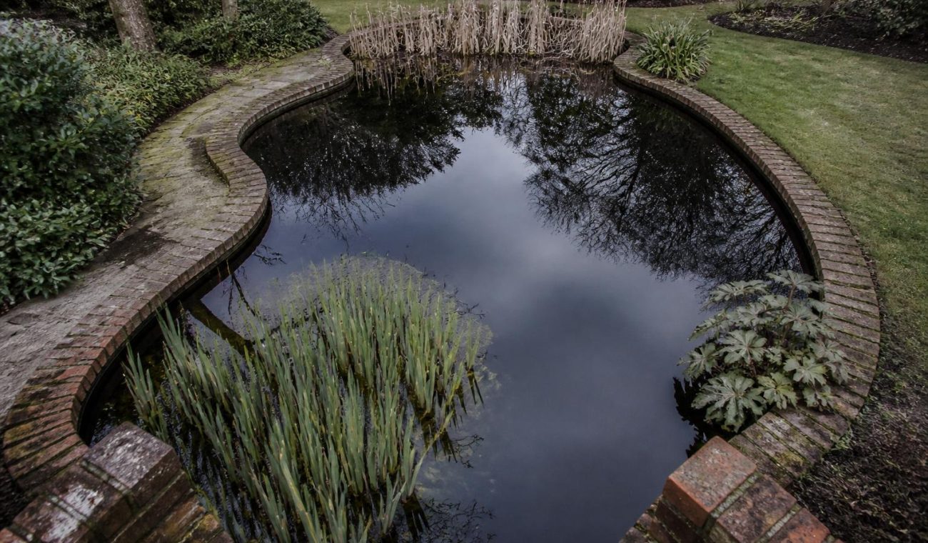 Creating a Thriving Water Garden: Practical Steps for a Healthy Pond Ecosystem