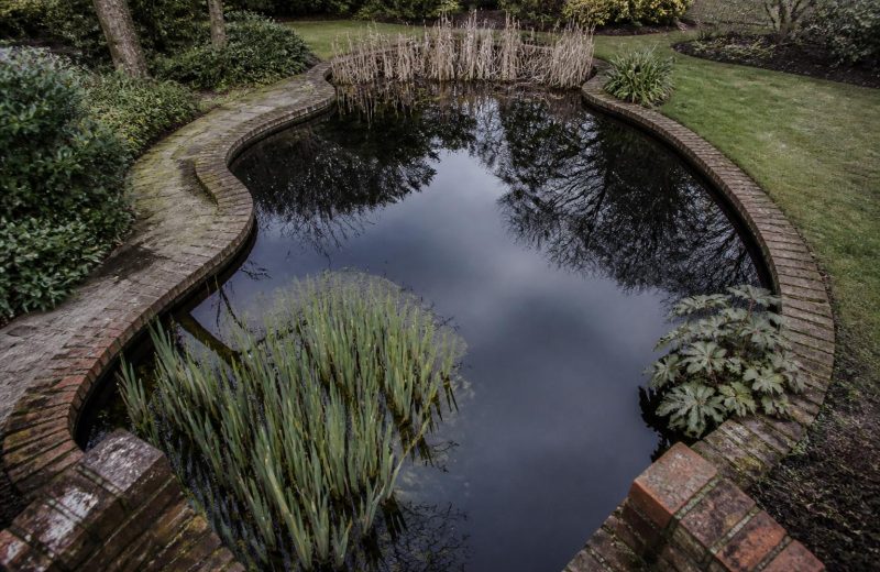 Creating a Thriving Water Garden: Practical Steps for a Healthy Pond Ecosystem